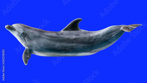Dolphin isolated on blue background