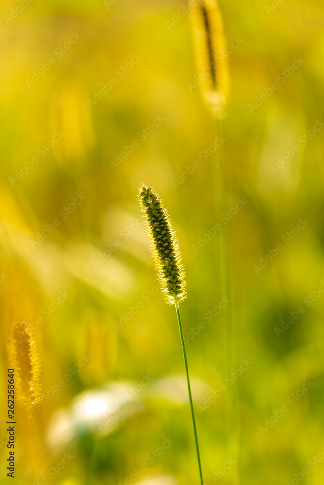 Spikes on the grass in nature as a background
