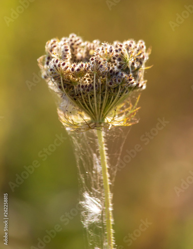 Dry flower grows in nature