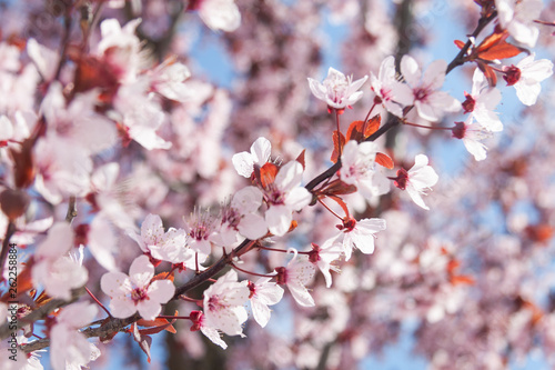 cherry blossom