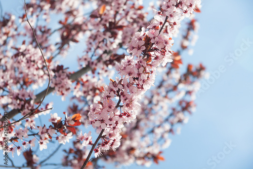 cherry tree blossom