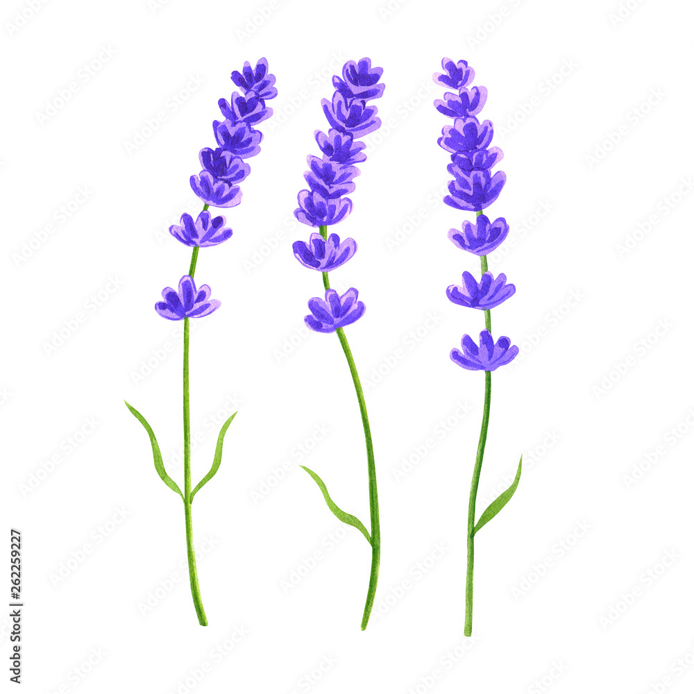 Naklejka premium Lavender flowers. Hand drawn watercolor illustration. Isolated on white background.