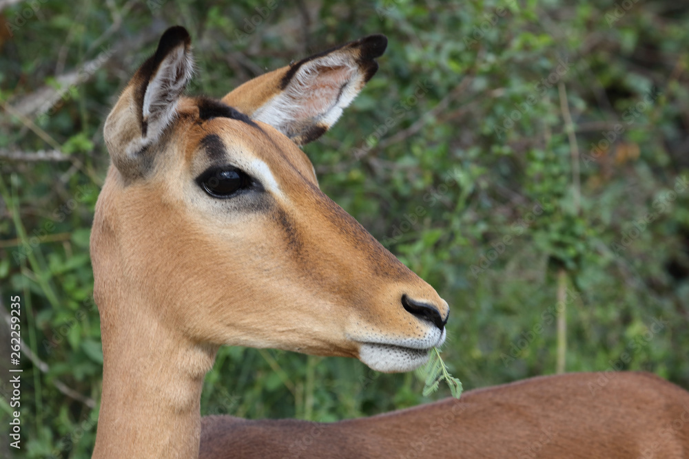 Schwarzfersenantilope / Impala / Aepyceros melampus Schwarzfersenantilope / Impala / Aepyceros melampus