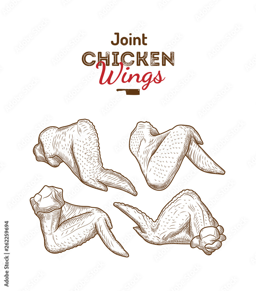 Vecteur Stock Whole chicken wings joint drawing vector illustration