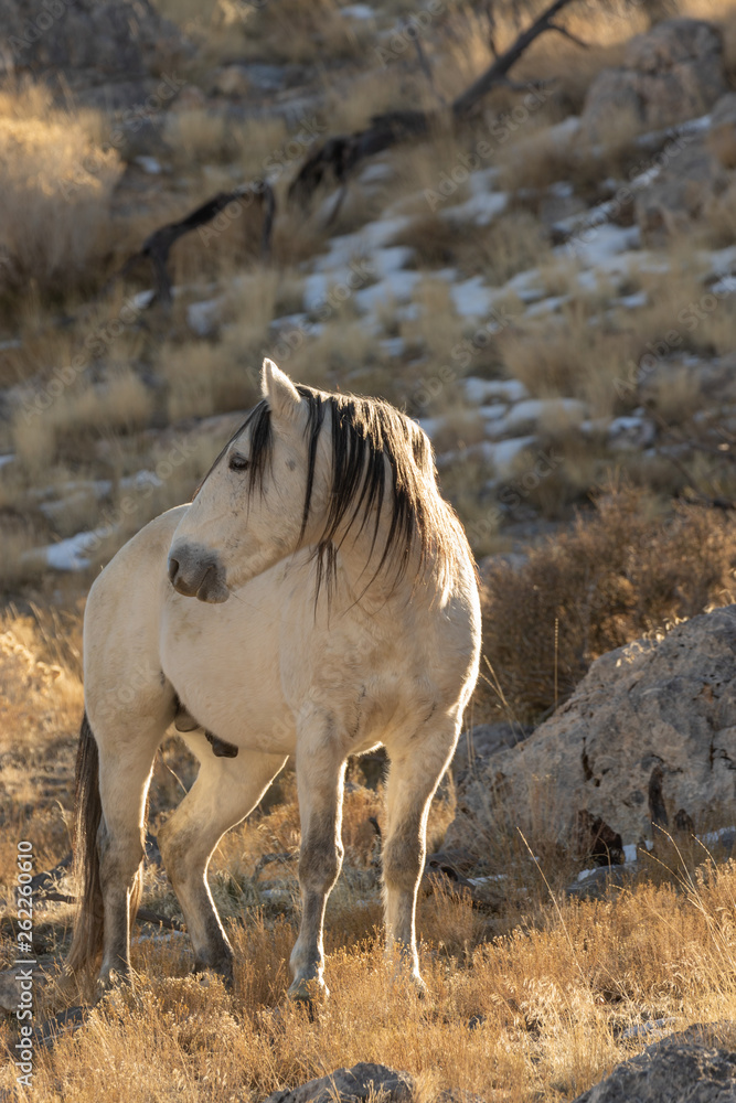 Obraz premium Wild Horse in the Utah Desert