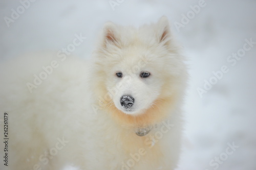 Samoyed puppy in the snow photo