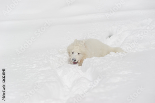 Samoyed puppy in the snow photo