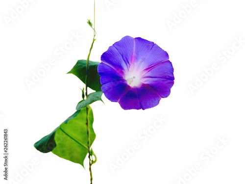 Purple Convolvulus flower isolated on white background. Glory morning flower