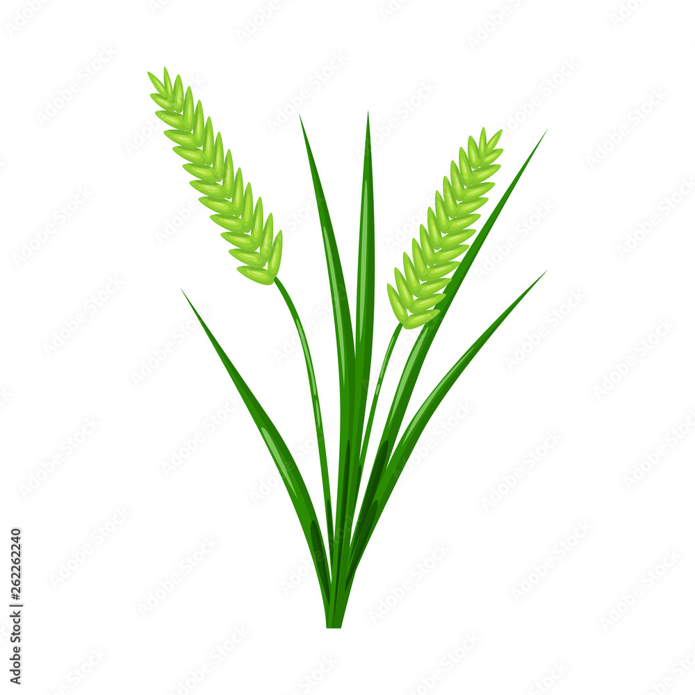 Vector illustration of grain and rice logo. Set of grain and garden stock vector illustration. Vector illustration of grain and rice logo. Set of grain and garden stock vector illustration.