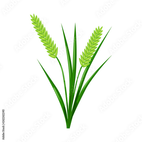 Vector illustration of grain and rice logo. Set of grain and garden stock vector illustration.