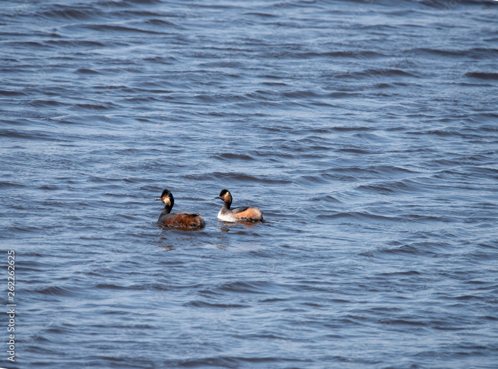 Black necked Grebe in the Weerribben the Netherlands