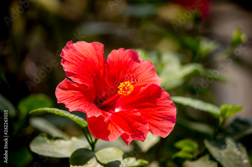 Close up of red Hibiscus rosa-sinensis © nitinut380