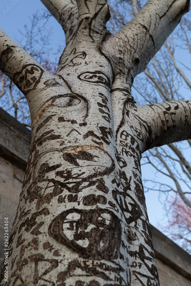 love carvings on a tree, Paris, France
