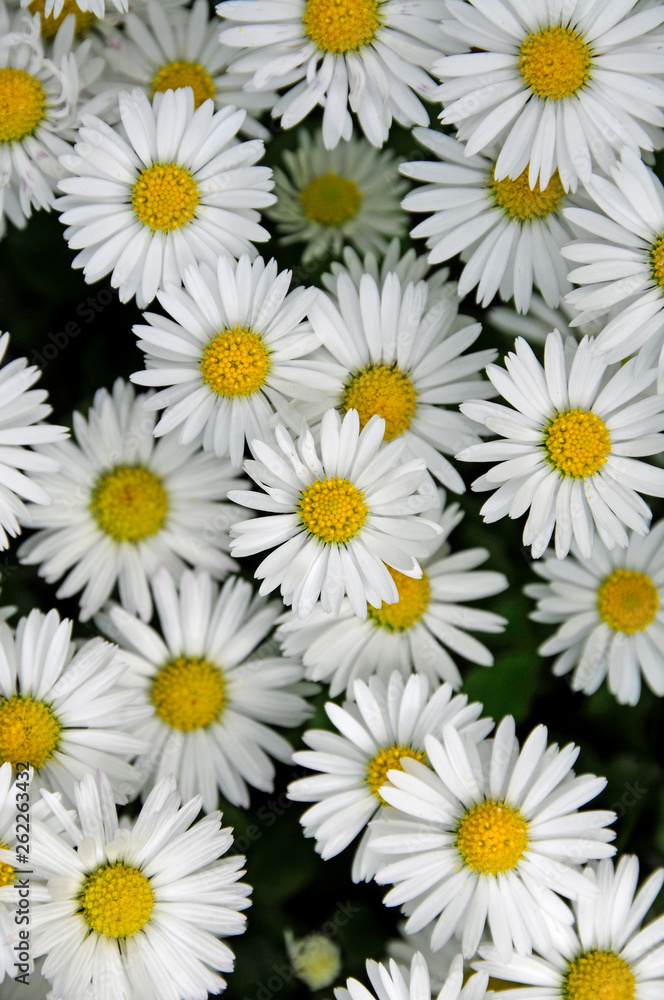Gänseblümchen Gänseblümchen