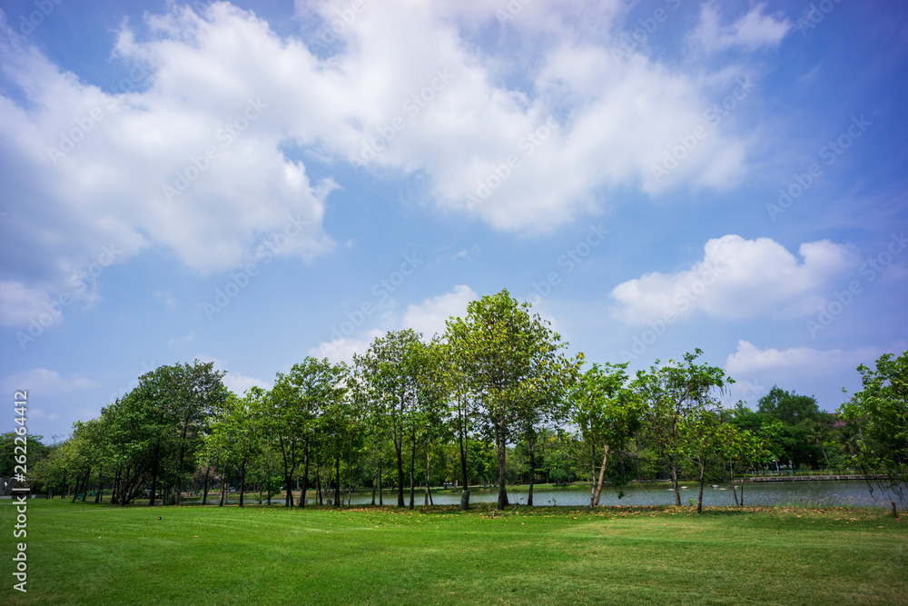 landscape with trees and blue sky