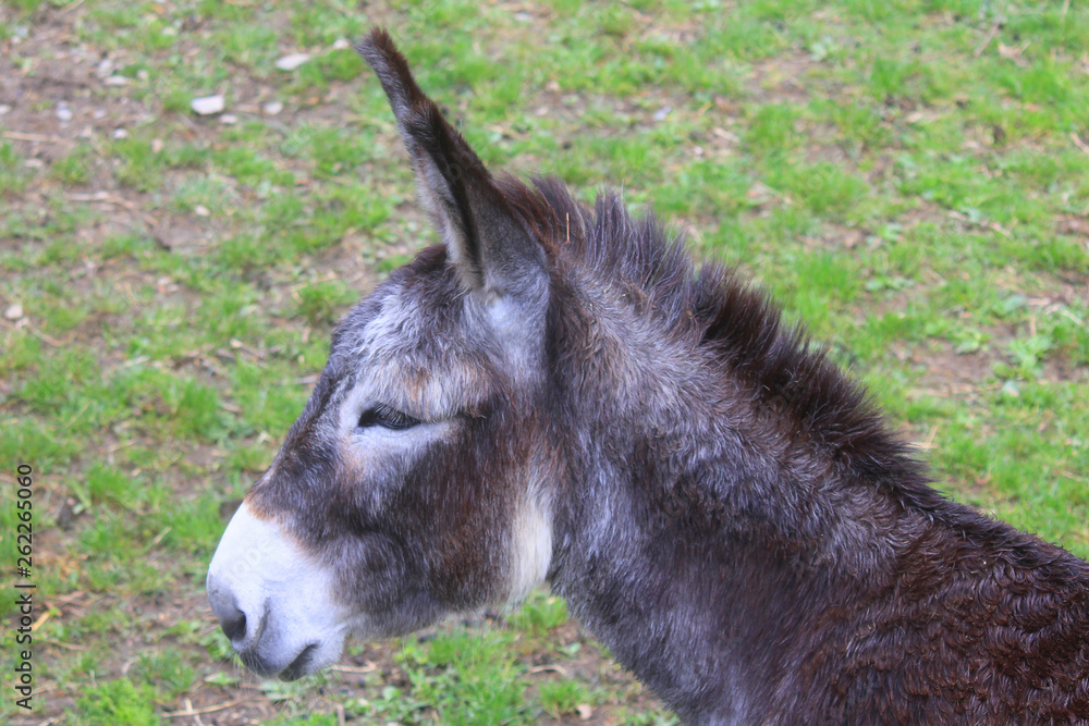 donkey detail on a green background donkey detail on a green background