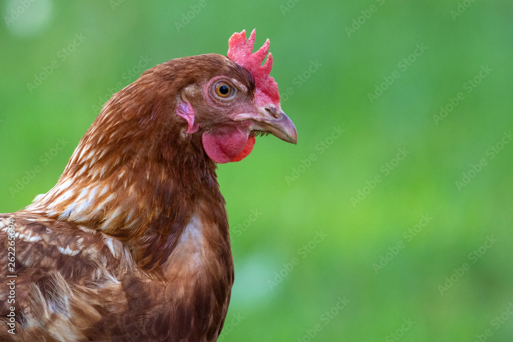 Huhn vor grünem Hintergrund