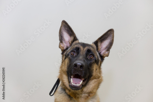 Cute german shepherd puppy with black mask isolated on a white background. Five month old.