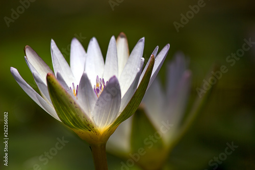 Close-up photography of a white water lily flower opening with the light of the sun. Captured at the Andean mountains of central Colombia.