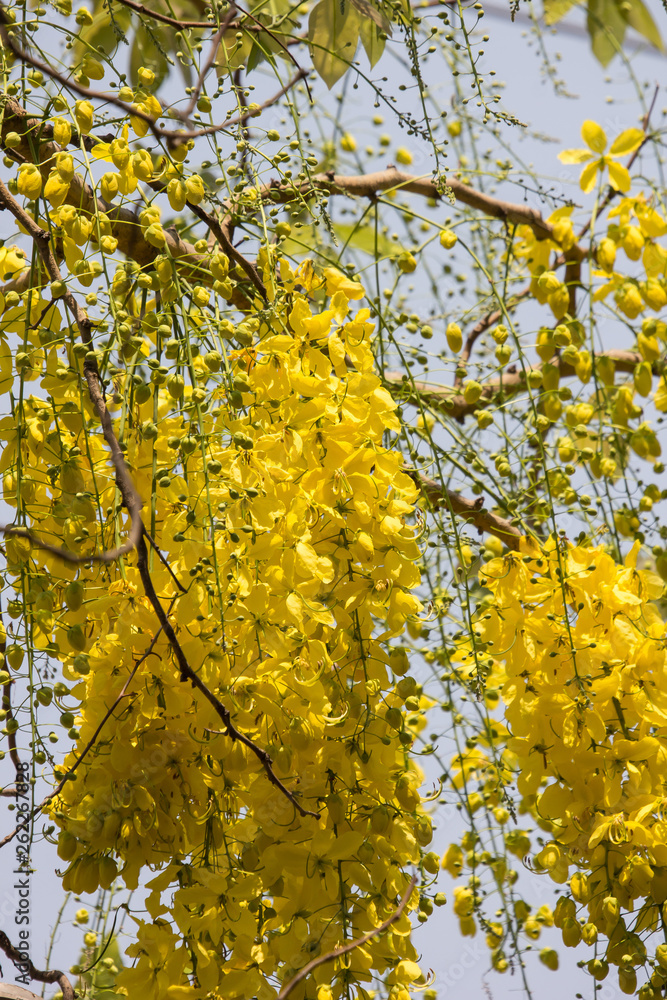 Small Yellow Flower or Cassia fistula flower Small Yellow Flower or Cassia fistula flower