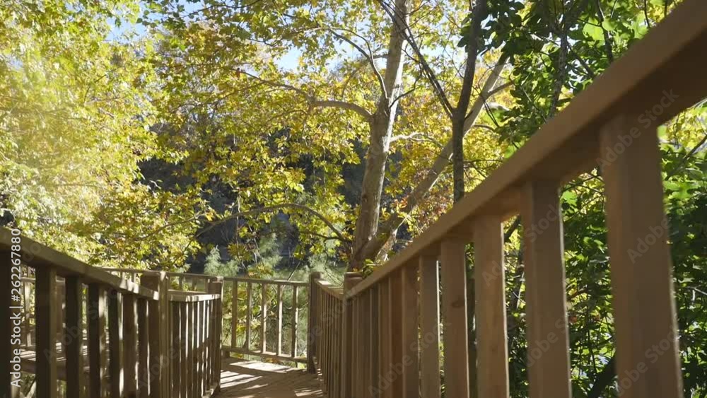 Boardwalk through an autunm forest in sunshine weather Boardwalk through an autunm forest in sunshine weather