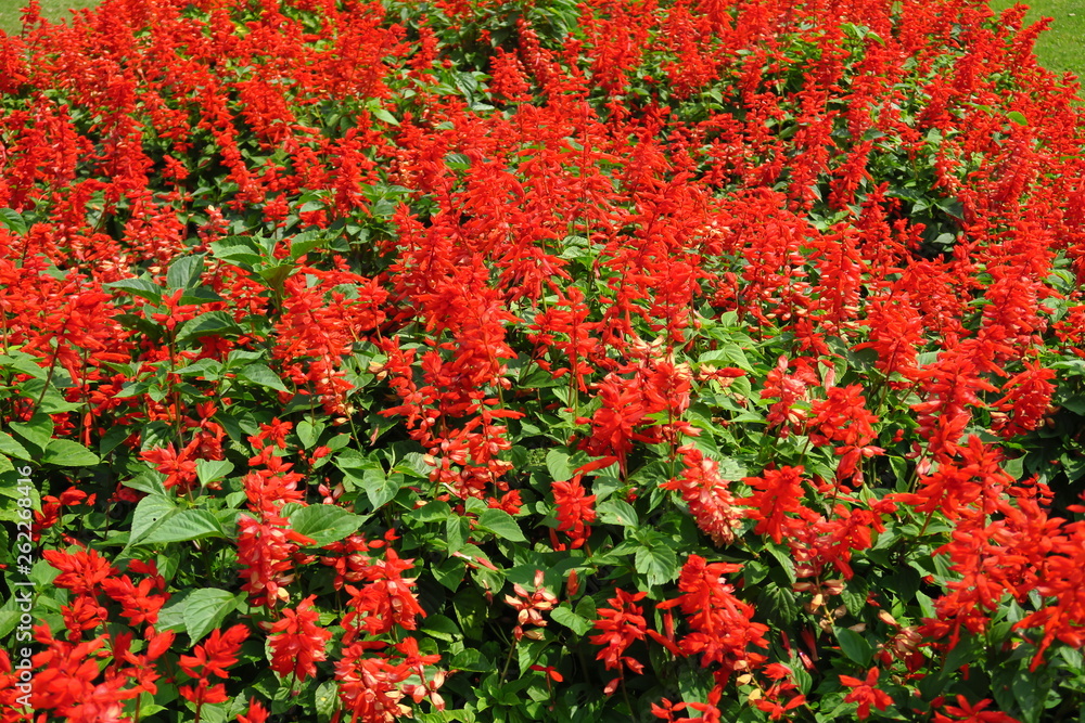Plate bande de fleurs rouges