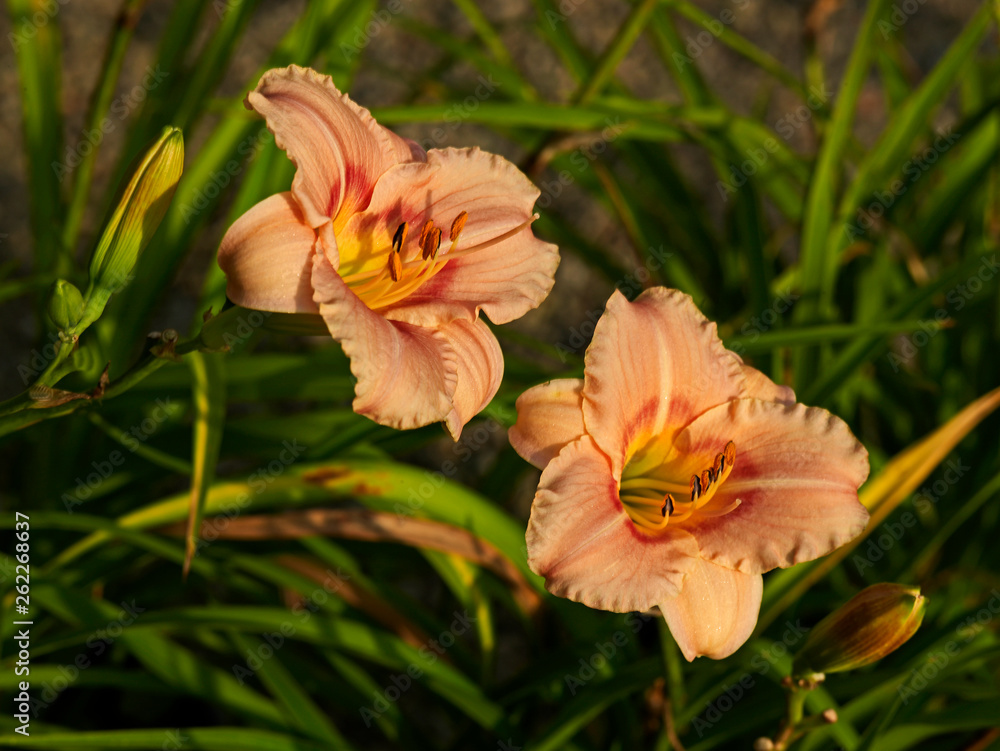 Fototapeta premium Hemerocallis 'Buffy's Doll' close up in a flower border