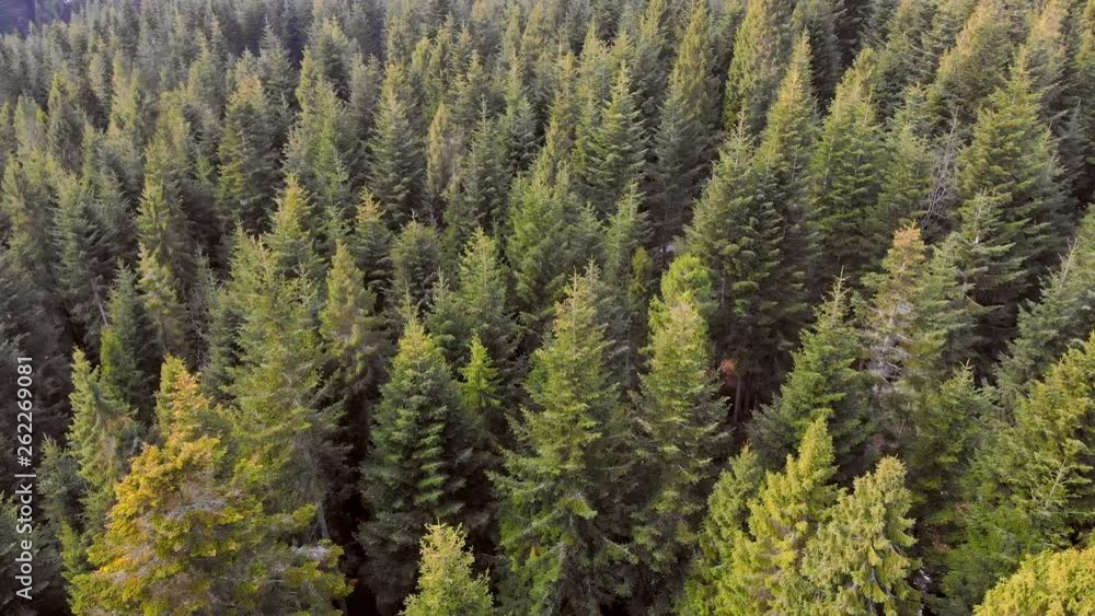 Aerial Flying over a forest of green trees. Background of green trees. Drone footage Aerial Flying over a forest of green trees. Background of green trees. Drone footage