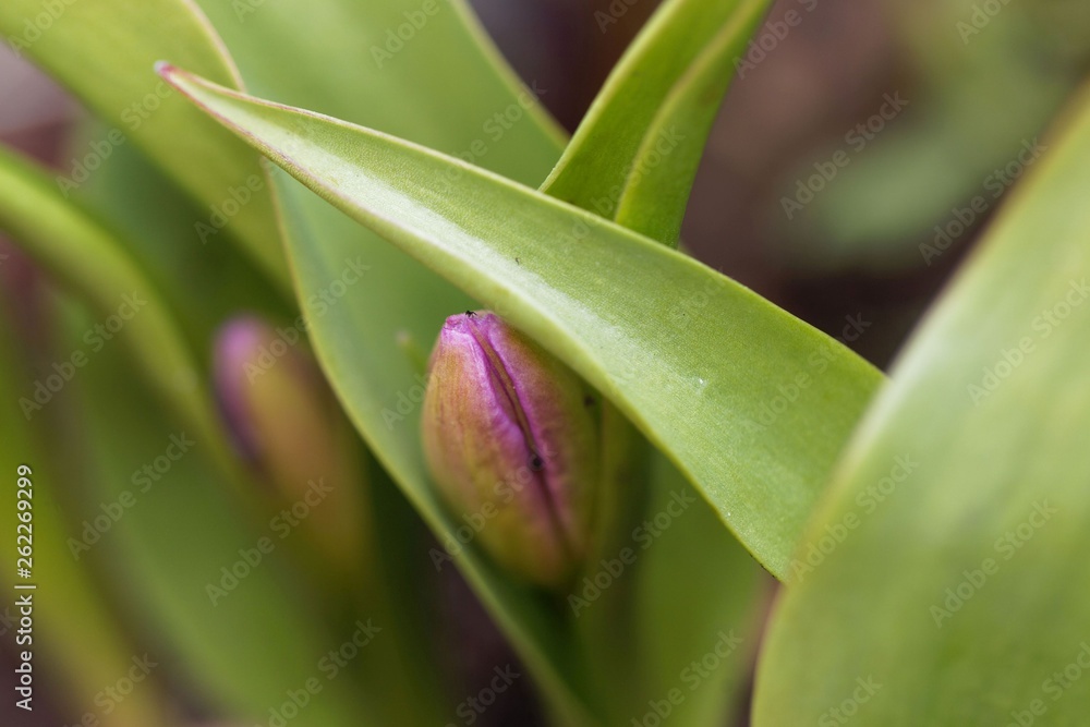 Bloom of the tulip species Tulipa bakeri from Crete. Bloom of the tulip species Tulipa bakeri from Crete.