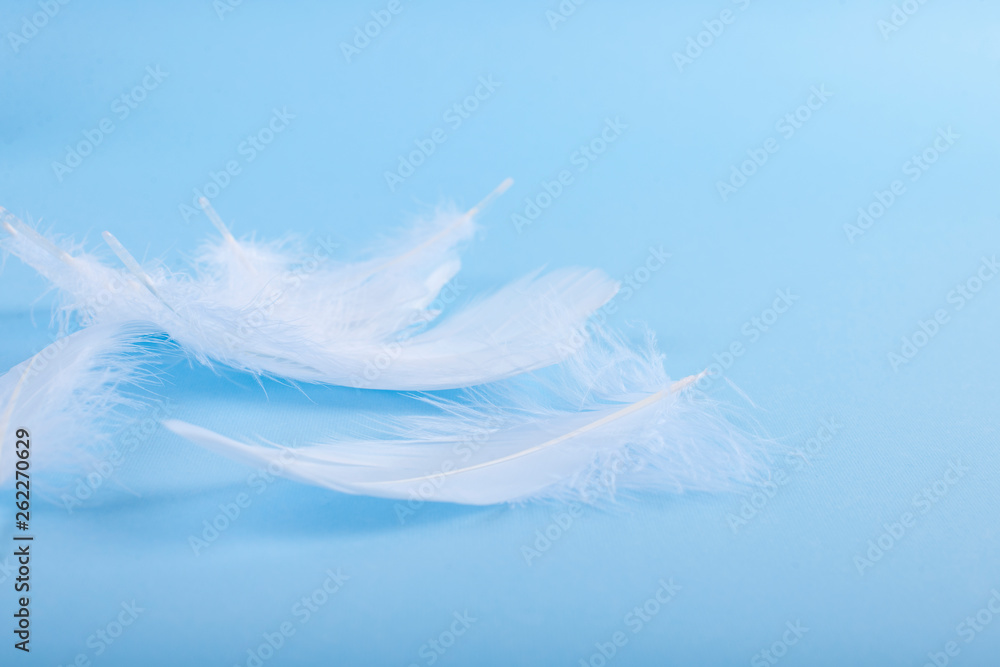 A lot of white feathers on a blue background. Light shades and selective focus. Copy space. A lot of white feathers on a blue background. Light shades and selective focus. Copy space.
