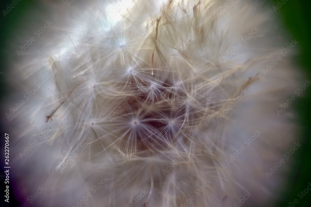 Fototapeta premium mniszek lekarski na zielonym tle