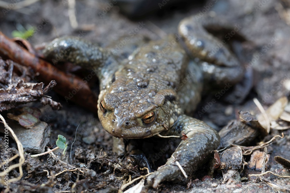 Portrait of a common toad Portrait of a common toad