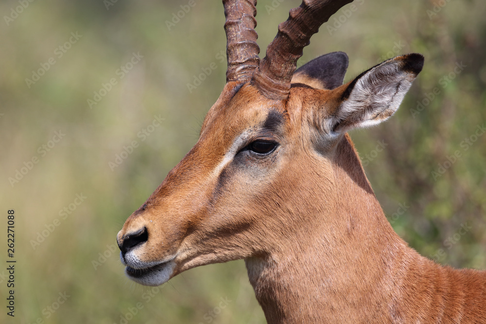 Schwarzfersenantilope / Impala / Aepyceros melampus Schwarzfersenantilope / Impala / Aepyceros melampus