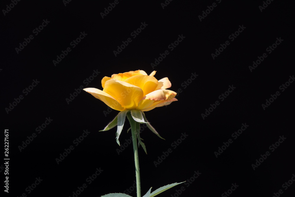 Fototapeta premium Yellow rose flower