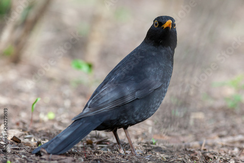 Blackbird  Turdus merula 