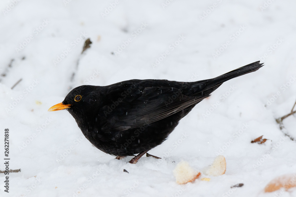 Blackbird (Turdus merula)