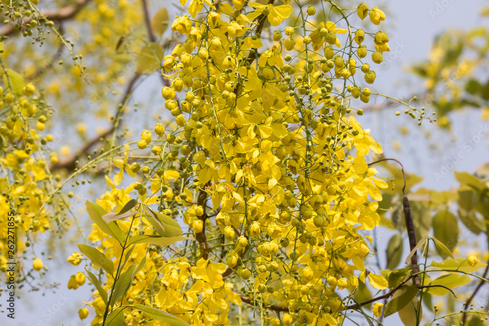Small Yellow Flower or Cassia fistula flower Small Yellow Flower or Cassia fistula flower