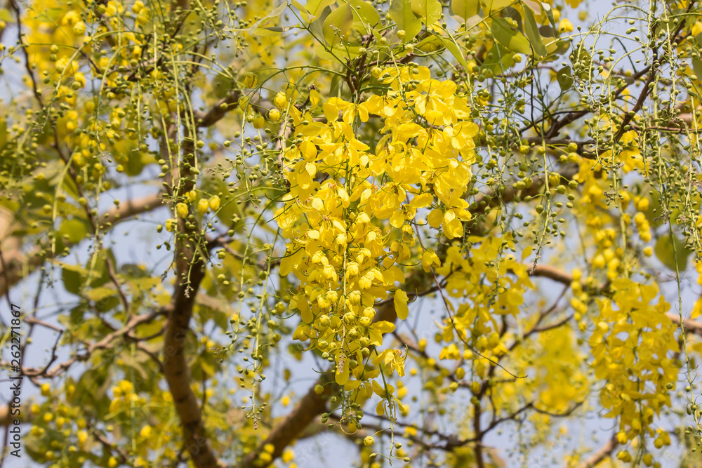 Small Yellow Flower or Cassia fistula flower Small Yellow Flower or Cassia fistula flower