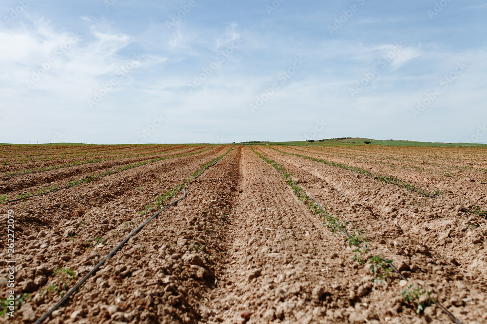 Tomato Plantation Tomato Plantation