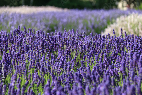 Lavendel