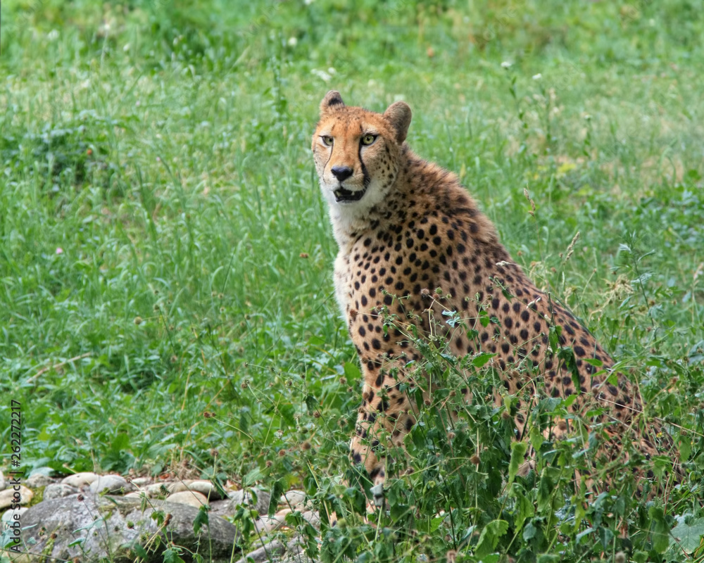 cheetah portrait, beautiful mammal animal, endangered carnivore cheetah portrait, beautiful mammal animal, endangered carnivore