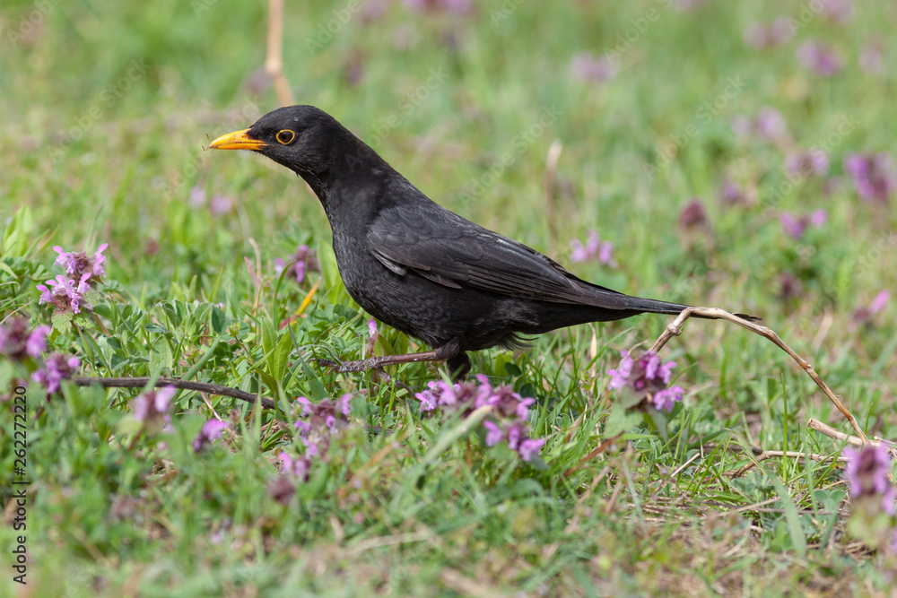 Blackbird (Turdus merula) Blackbird (Turdus merula)
