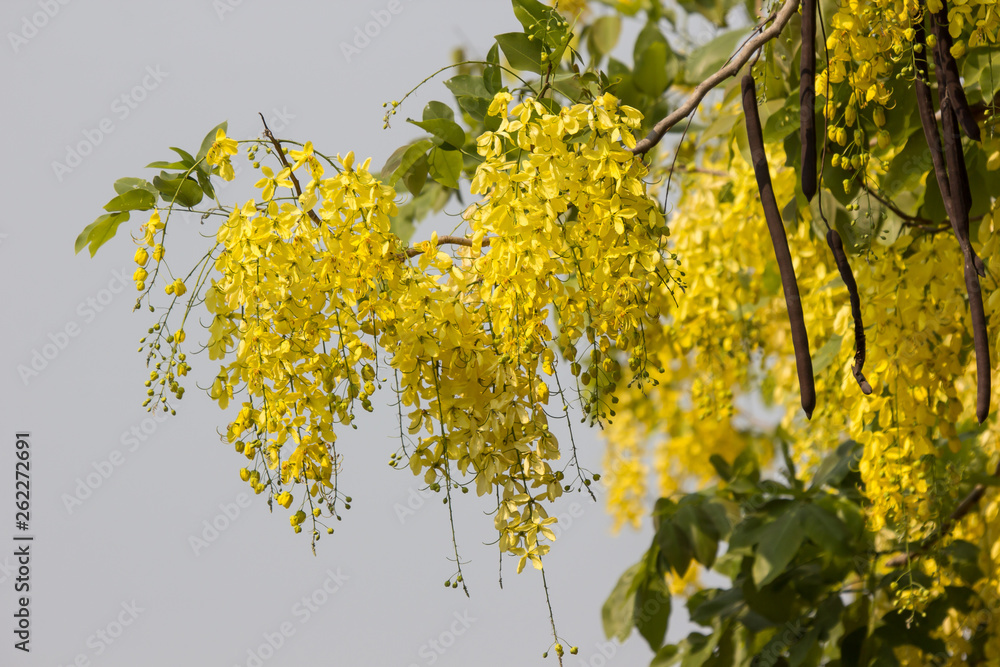 Obraz premium Small Yellow Flower or Cassia fistula flower