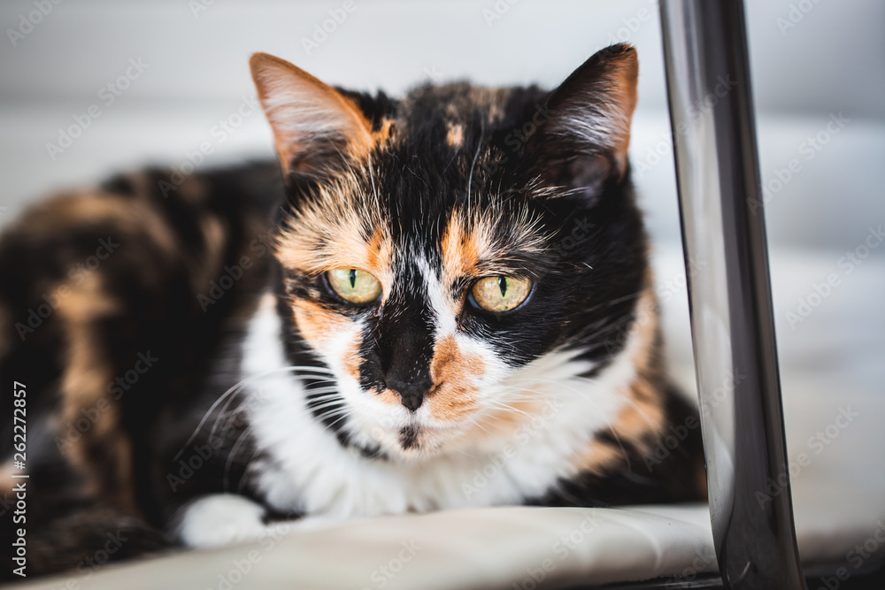 Black and Yellow Calico Cat