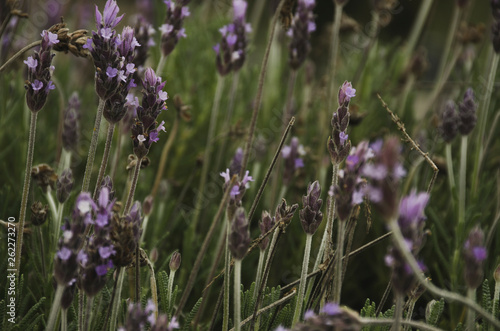 Lavender flower