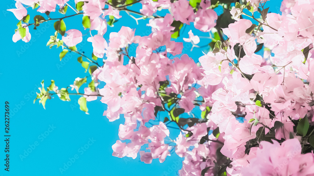 Fototapeta Pastelowe różowe kwiaty kwitnące i błękitne niebo w wymarzonym ogrodzie, tle kwiatów