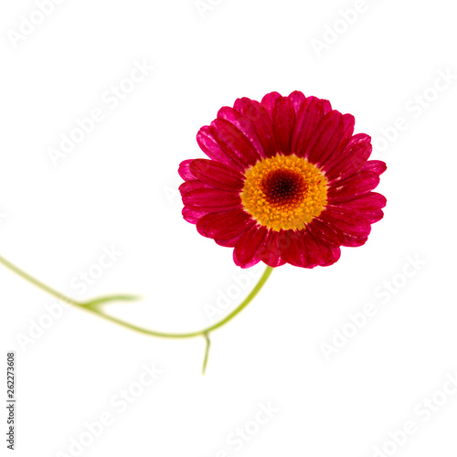 red marguerite daisy