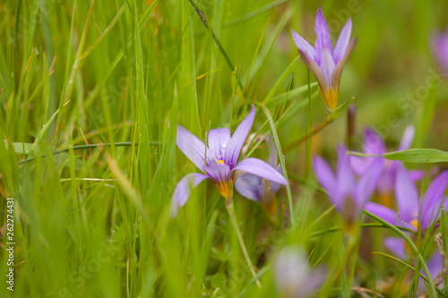 Flora of Gran Canaria - Romulea columnae