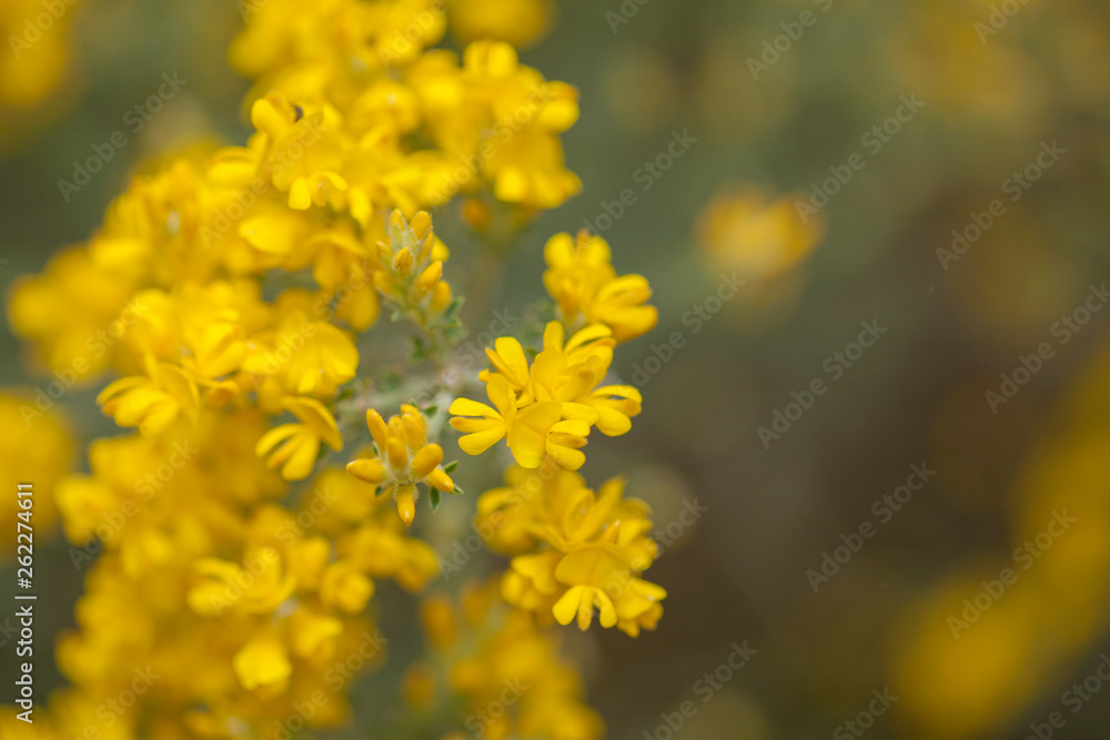 Flora of Gran Canaria - Genista microphylla Flora of Gran Canaria - Genista microphylla