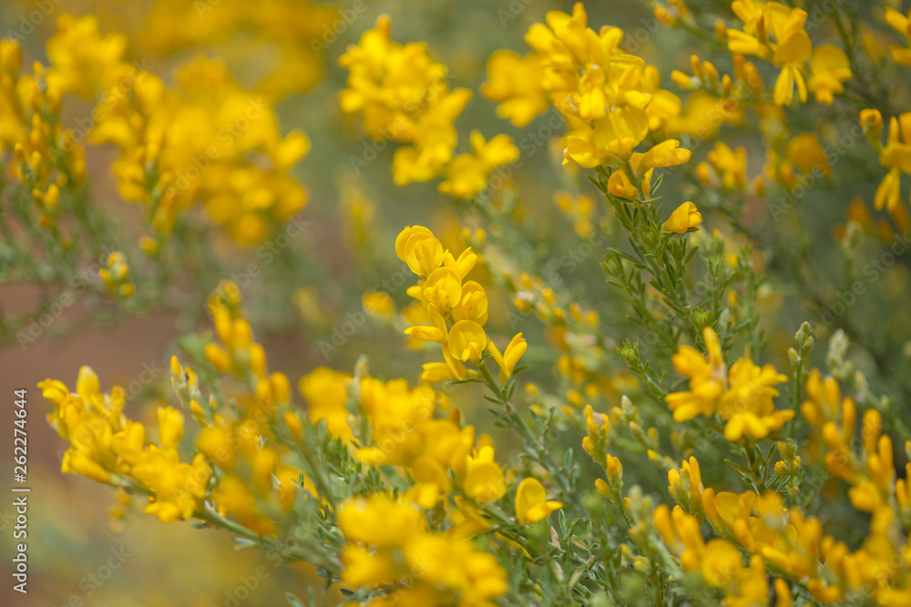 Obraz premium Flora of Gran Canaria - Genista microphylla